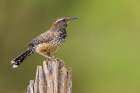 Cactus wren Art Print